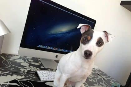 Summer Dog Days: Leave the iMac Alone for Safety