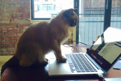 Tech-Savvy Brown Cat Masters MacBook Usage